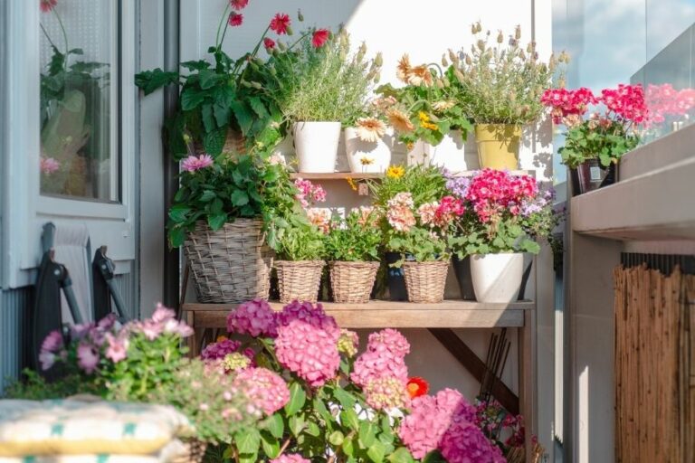 34+ Balkonpflanzen Für Südbalkon, Diese gedeihen besonders gut an